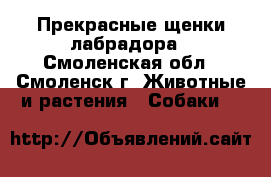 Прекрасные щенки лабрадора - Смоленская обл., Смоленск г. Животные и растения » Собаки   